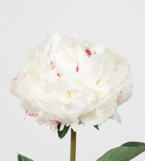 PIVOINE ODILE 40 Fleurs de France